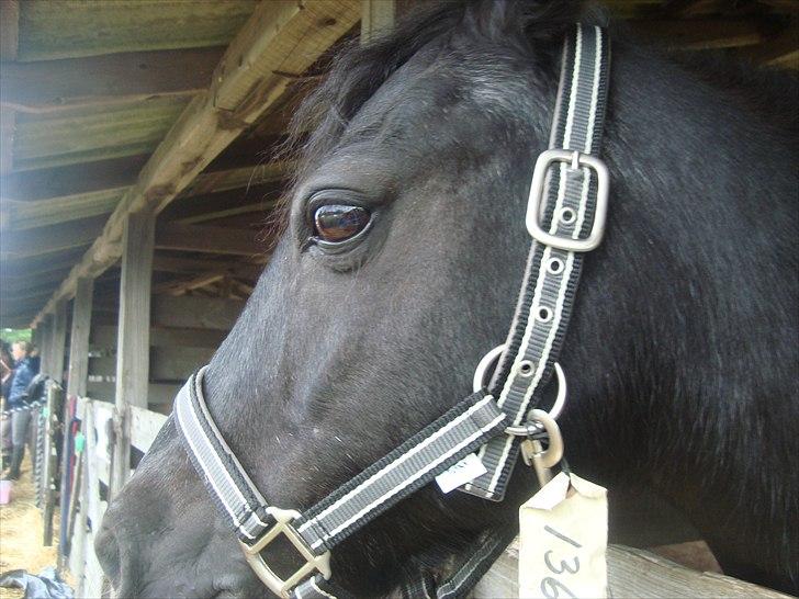 Anden særlig race BlackJack Er desvære i Heste Himlen - Odense Dyrskue 2010 billede 8