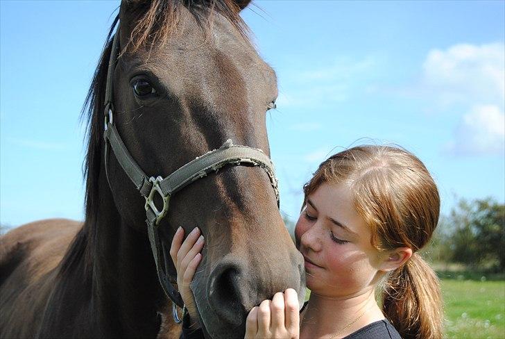 Holstener Simply *elevhest* - velkommen til Simplys profil, lig gerne en kommentar og en bedømmelse på vejen :D ~foto:Laura~ billede 1
