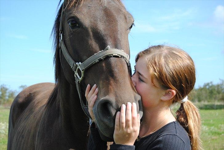 Holstener Simply *elevhest* - et kys til dig <33 ~Foto:Laura~ billede 2