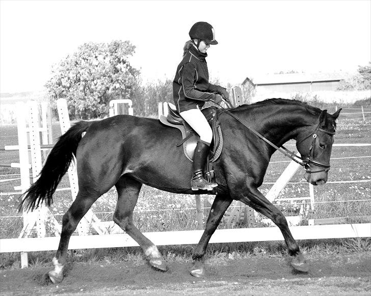 Holstener Simply *elevhest* - du er altid dejlig at ride <3 ~Foto:Nadja~ billede 3