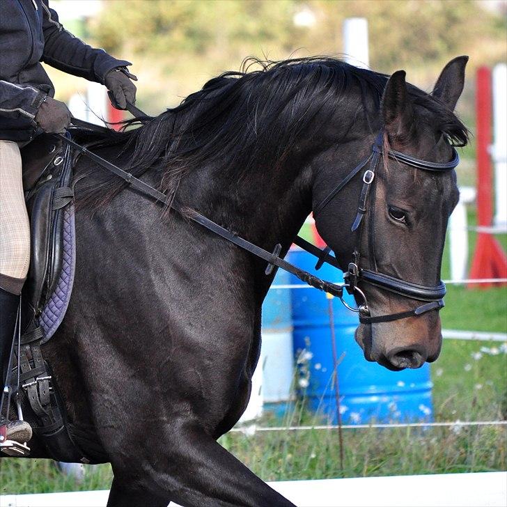 Holstener Simply *elevhest* - <3 ~Foto:Nadja~ billede 4