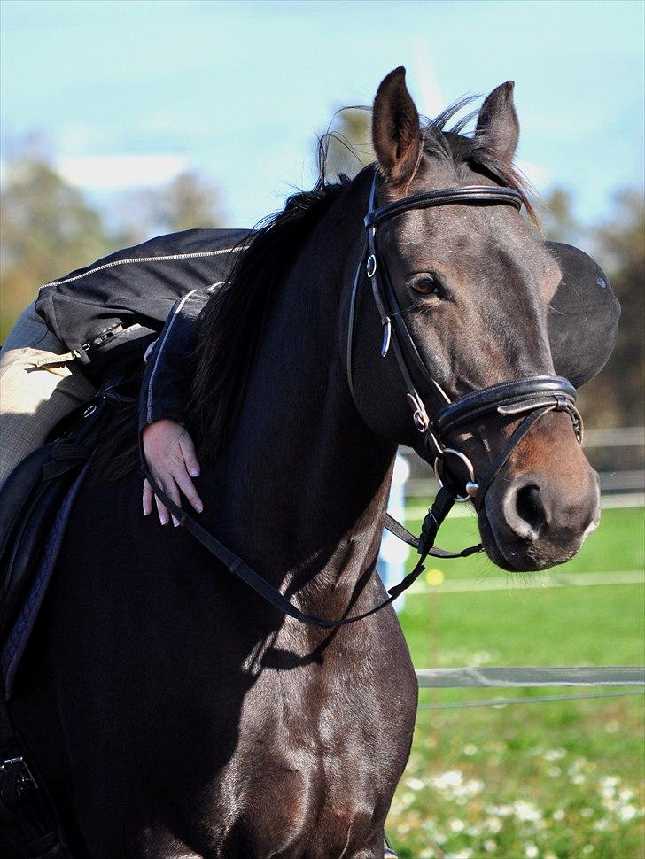 Holstener Simply *elevhest* - dejlige tøs <3 ~Foto:Nadja~ billede 5