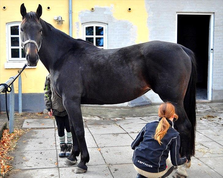 Holstener Simply *elevhest* - alt skal være i orden når vi skal ud og ride :D ~Foto:Nadja~ billede 6