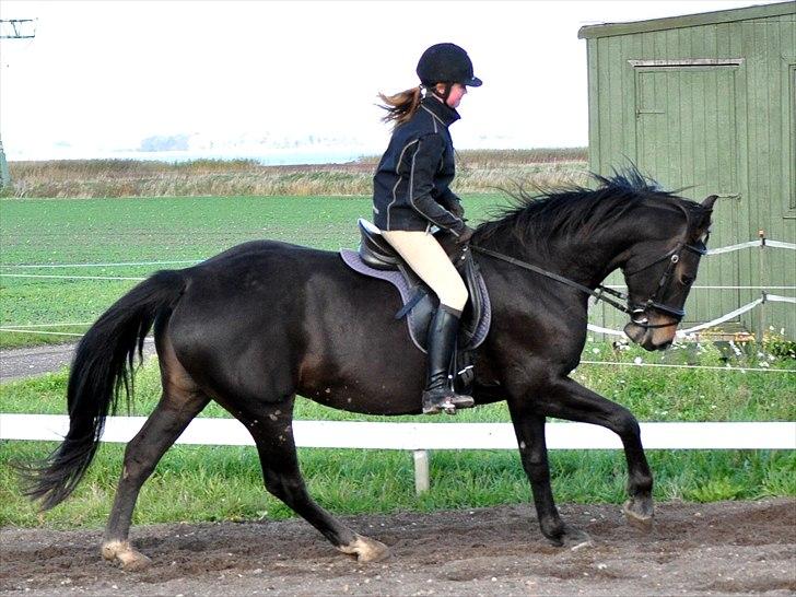 Holstener Simply *elevhest* - dejlig galop :D ~Foto:Nadja~ billede 7
