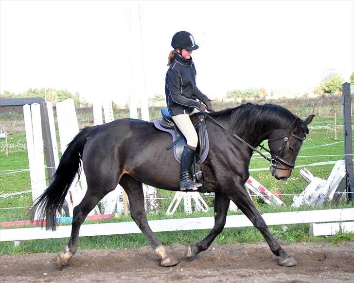 Holstener Simply *elevhest* - dejlig trav :D ~Foto:Nadja~ billede 8