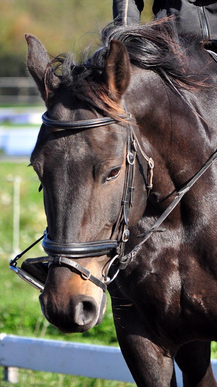 Holstener Simply *elevhest* - ~Foto:Nadja~ billede 9