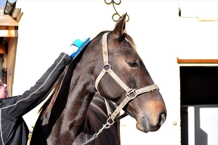 Holstener Simply *elevhest* - hun er lidt høj :P ~Foto:Nadja~ billede 10