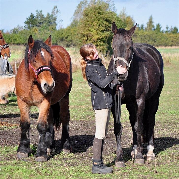 Holstener Simply *elevhest* - dejlige dig og Rasmus :D ~Foto:Nadja~ billede 11
