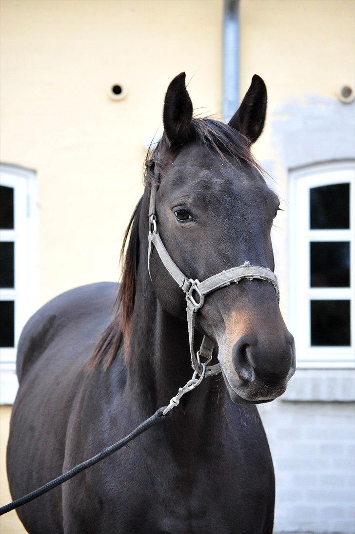 Holstener Simply *elevhest* - dejligste Sippe-pigen :D ~Foto:Nadja~ billede 13