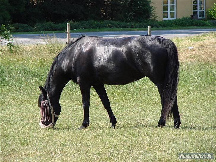 Oldenborg Okholms Gaia billede 13