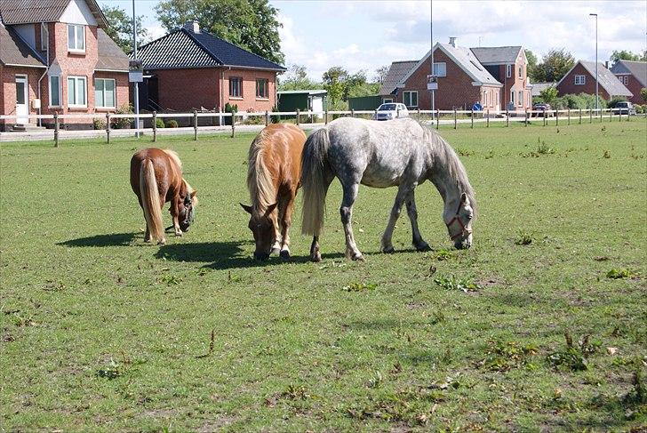Anden særlig race Tarzan - © Foto-Moef | Tarzan på ferie hos Elvis og Maja, sammen med Bonnie :o)  billede 4