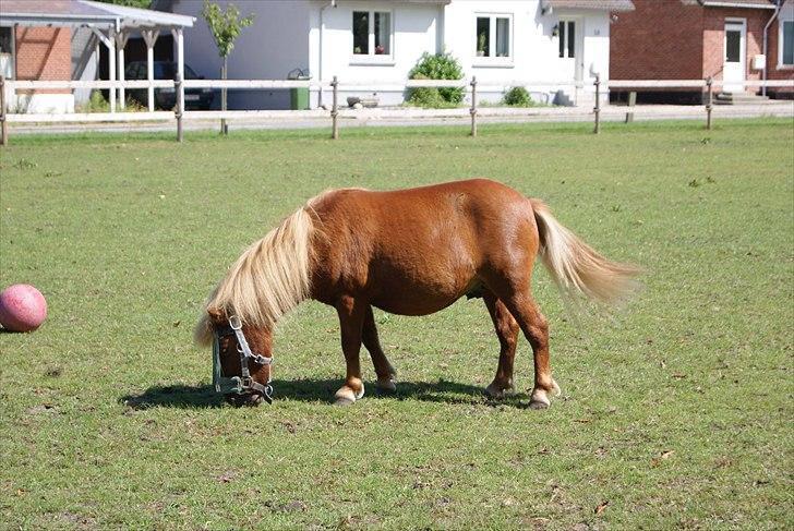 Anden særlig race Tarzan - © Foto-Moef | Tarzan på ferie hos Elvis og Maja, sammen med Bonnie :o) billede 7
