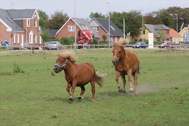 Anden særlig race Tarzan - © Foto-Moef | Tarzan på ferie hos Elvis og Maja, sammen med Bonnie :o) billede 13