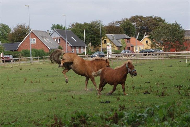 Anden særlig race Tarzan - © Foto-Moef | Tarzan på ferie hos Elvis og Maja, sammen med Bonnie :o) billede 9