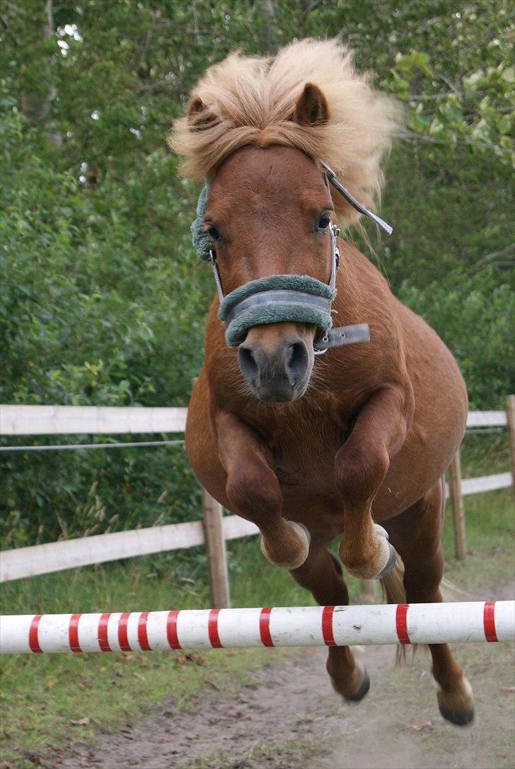 Anden særlig race Tarzan - © Foto-Moef | Løsspring over minibom xD dygtige Tarzan :D billede 10