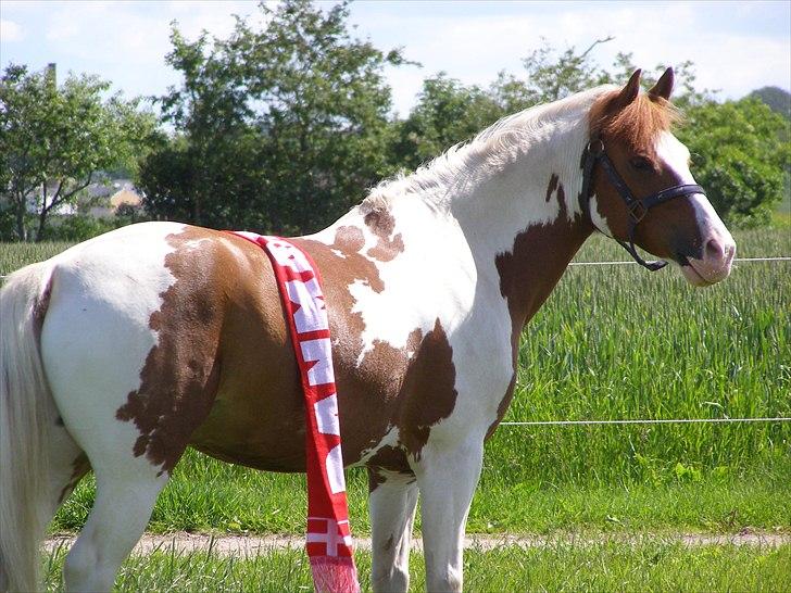 Anden særlig race Magic Sunnyboy B-pony - We are red, we are white, we are danish dynamite! billede 4