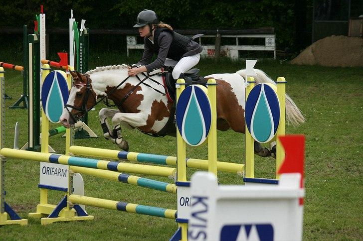 Anden særlig race Magic Sunnyboy B-pony - SJM for hold 2010 billede 8