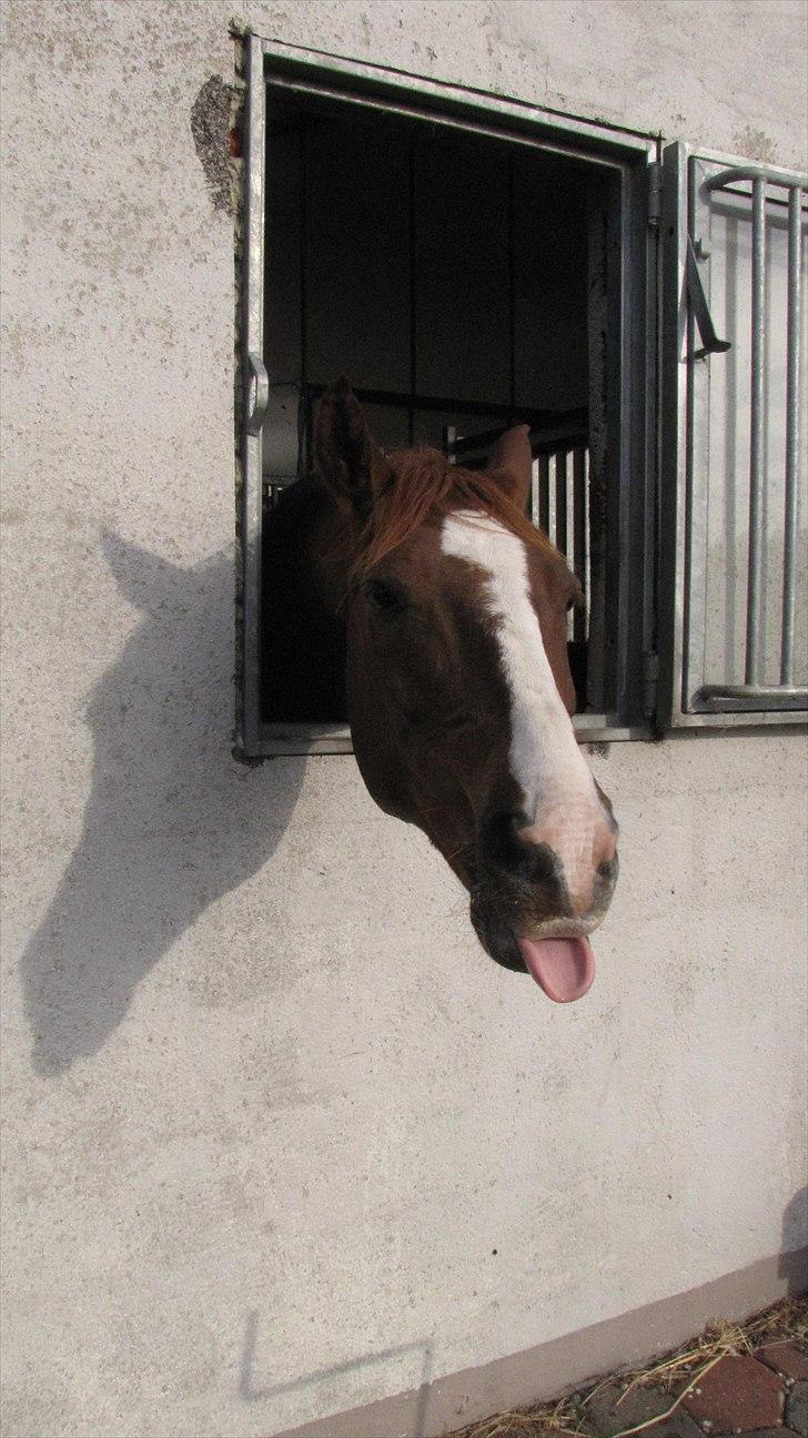 DSP Oscar - Bassen der rækker tunge, d:  billede 2