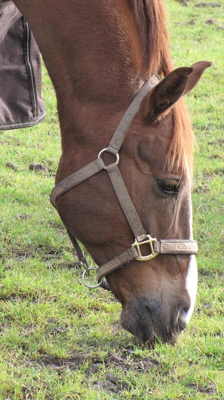 DSP Oscar - Den smukke ude på folden<3 billede 3