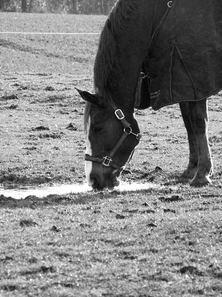 DSP Oscar - :i billede 5