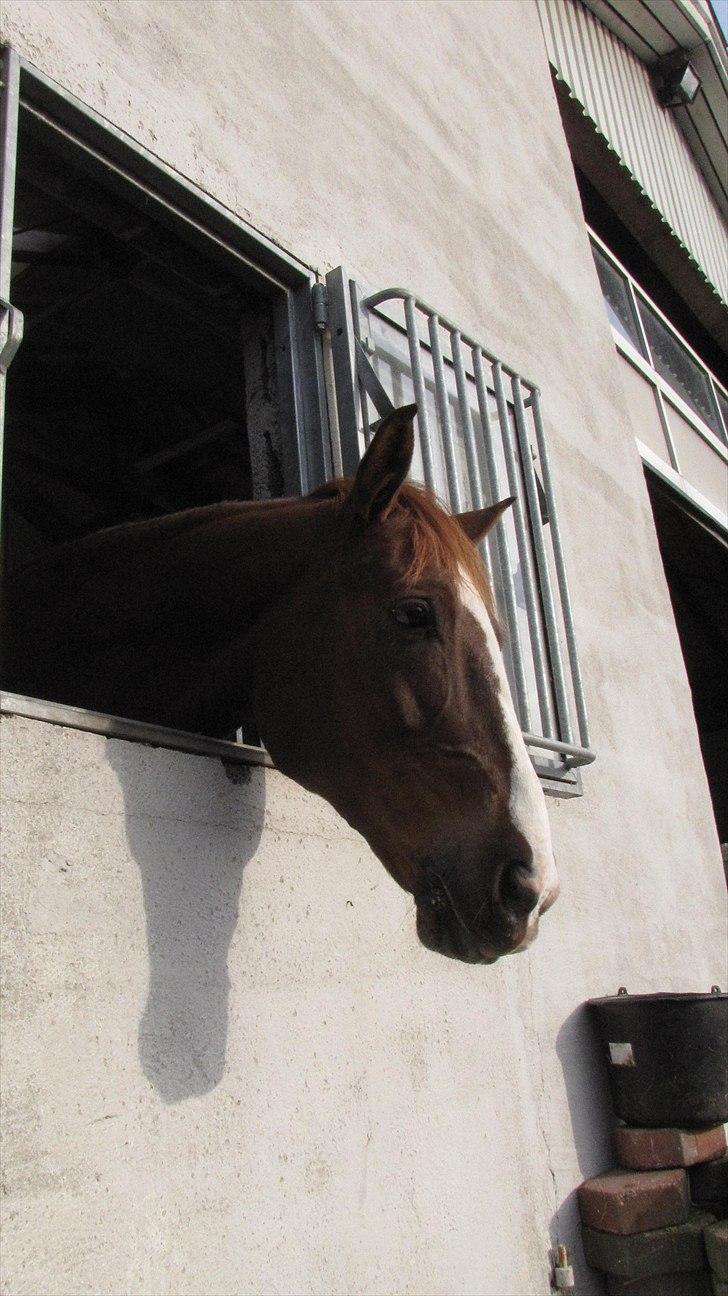 DSP Oscar - Oscar der lige står og kigger ud af sin boks ;D  billede 6