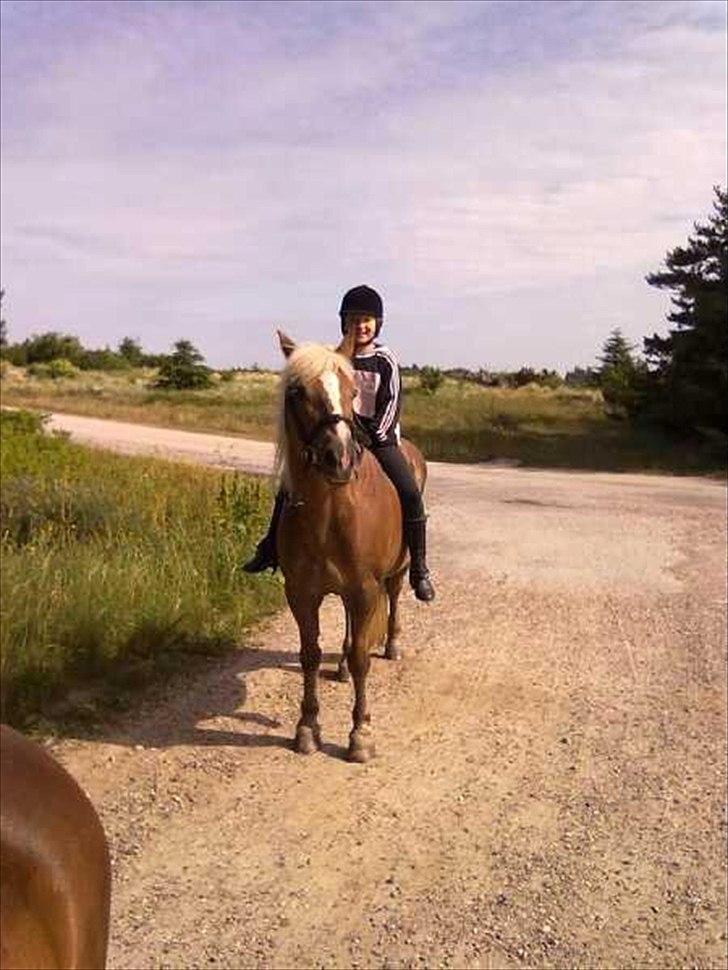 Haflinger Frk.Smilla billede 1