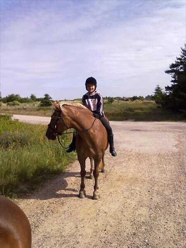 Haflinger Frk.Smilla billede 2