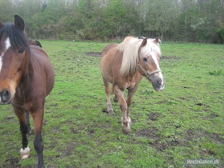 Haflinger Frk.Smilla billede 3