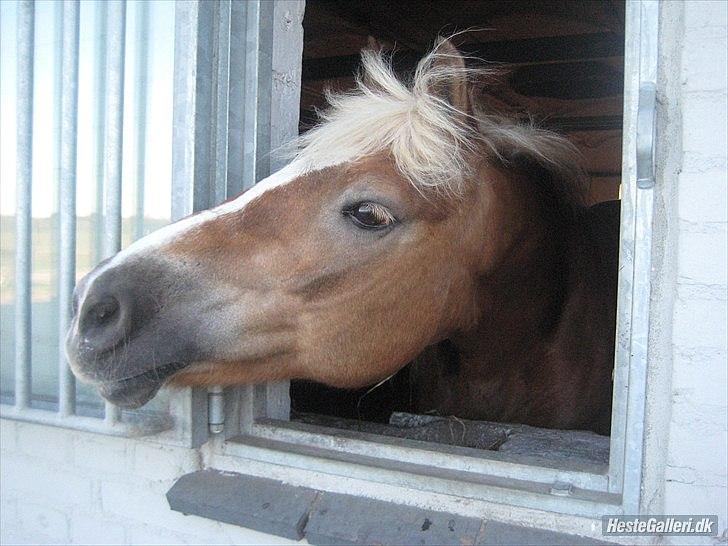 Haflinger Frk.Smilla billede 4