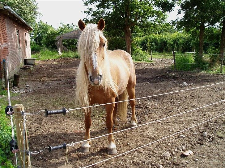 Haflinger - Mille billede 4