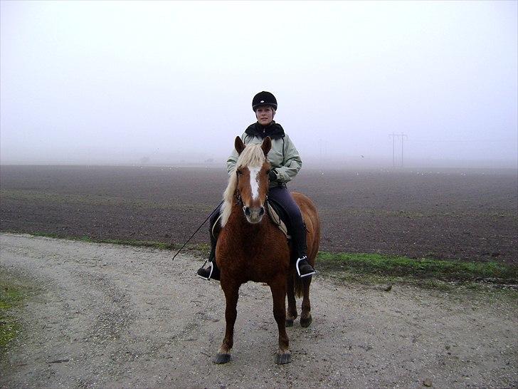 Haflinger - Mille - Vores første ridetur efter hun er kommet hjem igen. (31. oktober) billede 2