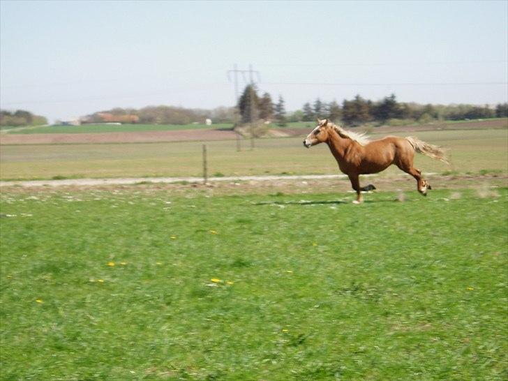 Haflinger - Mille billede 6