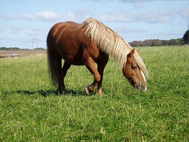 Haflinger - Mille billede 8