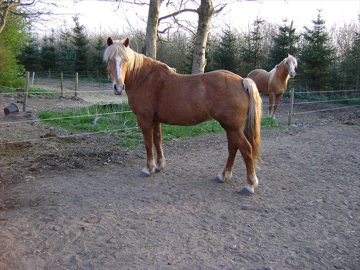 Haflinger - Mille - April 2011 billede 9