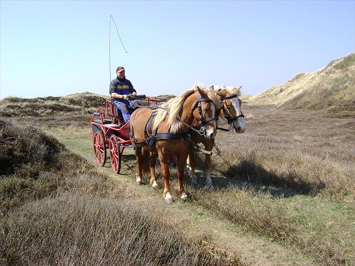 Haflinger - Mille - Mille og Troja for vogn sammen igen i April 2011 billede 15