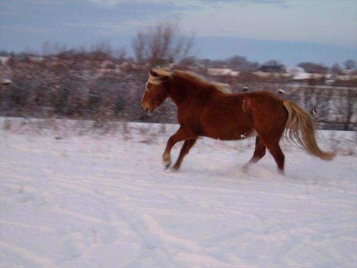 Haflinger - Mille - Galop i sneen billede 20