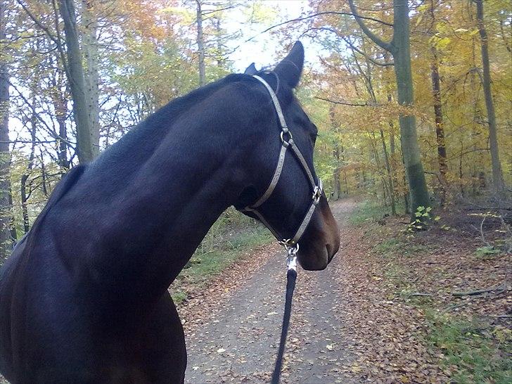 Oldenborg Højgaards Santos billede 2