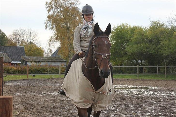 Dansk Varmblod Fighter  billede 5