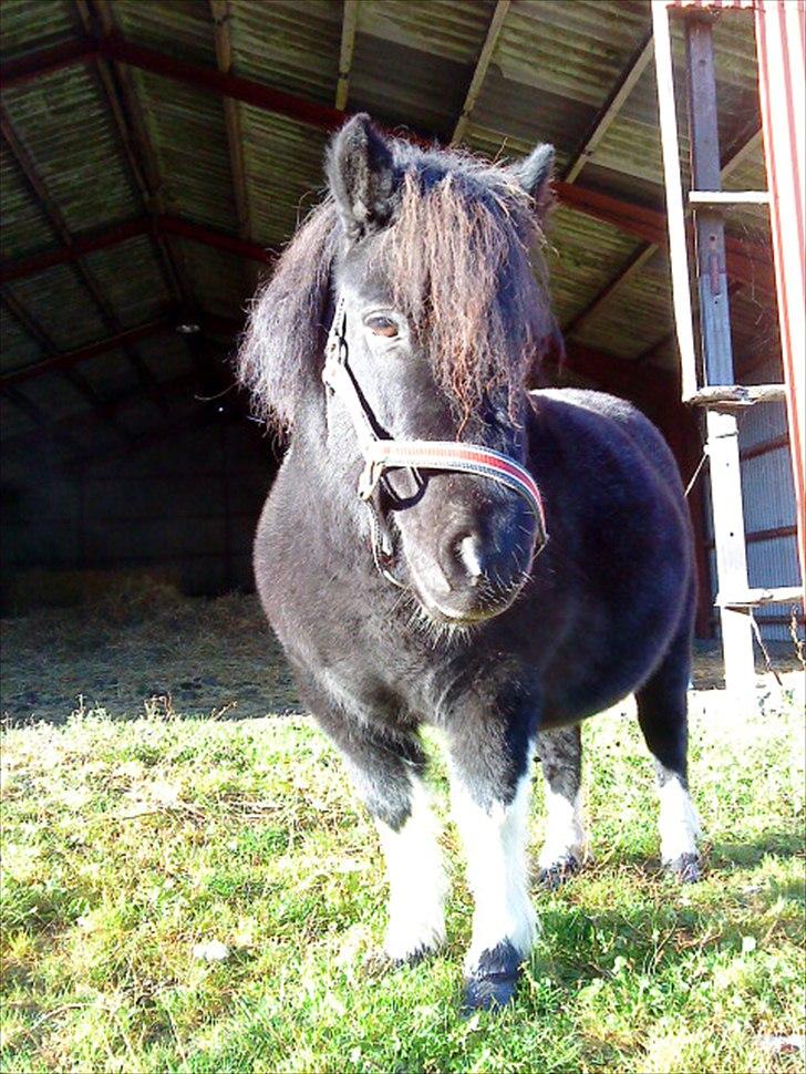 Shetlænder Josephine  *min moster´s - i am the KING !! billede 15