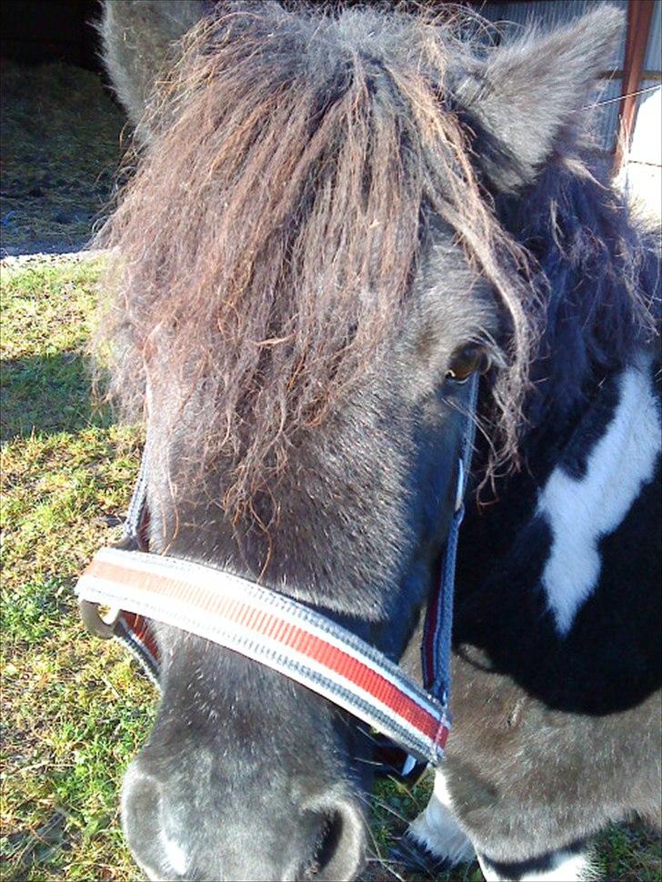 Shetlænder Josephine  *min moster´s - NÆR billede billede 16