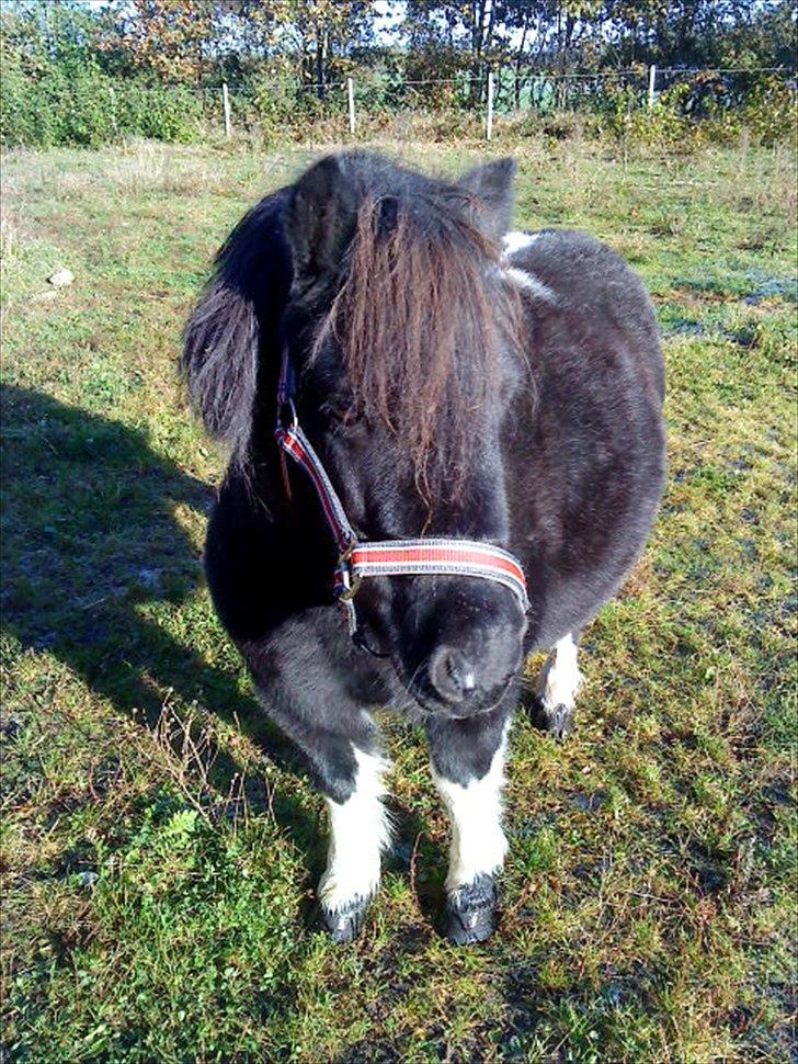 Shetlænder Josephine  *min moster´s - Ny grime billede 17