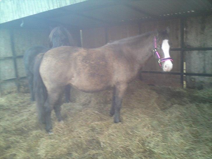 Welsh Pony af Cob-type (sec C) Feluca *Gl. Helpart* - "Uhh, der var du jo!" billede 1