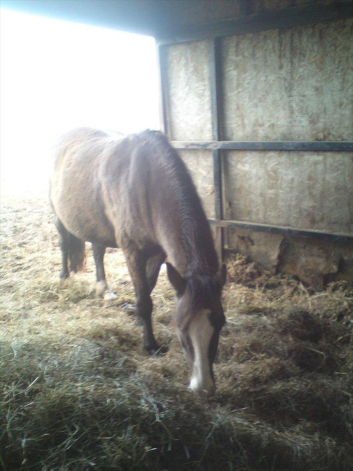 Welsh Pony af Cob-type (sec C) Feluca *Gl. Helpart* - "ÆDELSE!" billede 3