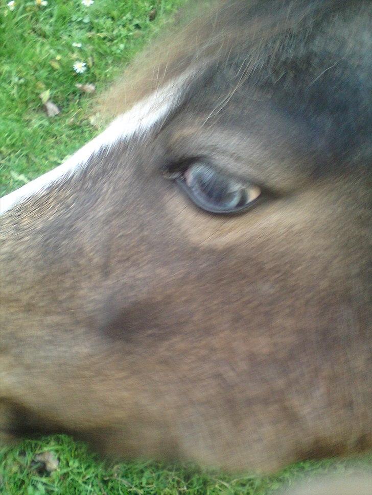 Welsh Pony af Cob-type (sec C) Feluca *Gl. Helpart* - Isblå øjne. billede 4