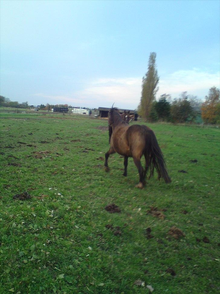 Welsh Pony af Cob-type (sec C) Feluca *Gl. Helpart* - "Jeg tager mig lige en løbetur!" billede 5