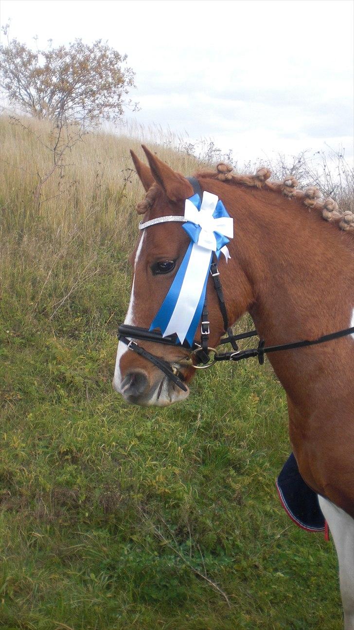 Anden særlig race Painted Beauty SOLGT - nr. 2 på vindinge :D billede 11