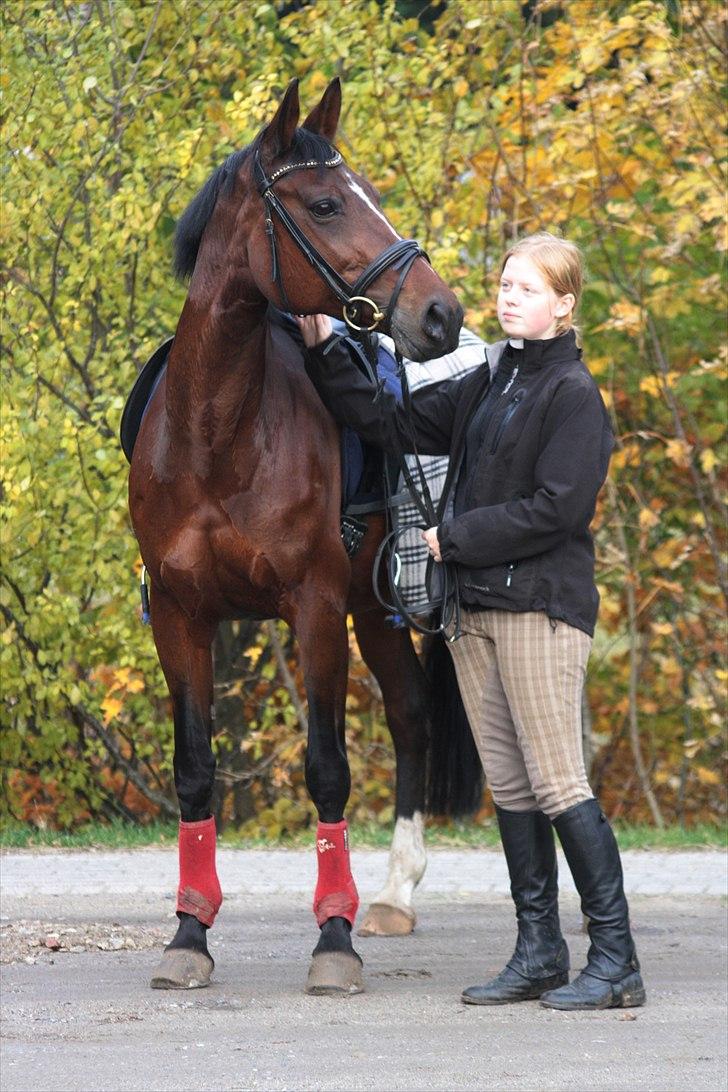 Anden særlig race Stald Birkelys Issebelle - Sikken en skønhed! Du ligner en barbiehest! :D <3 Efterår 2010.
Foto: Mia Jessen billede 3