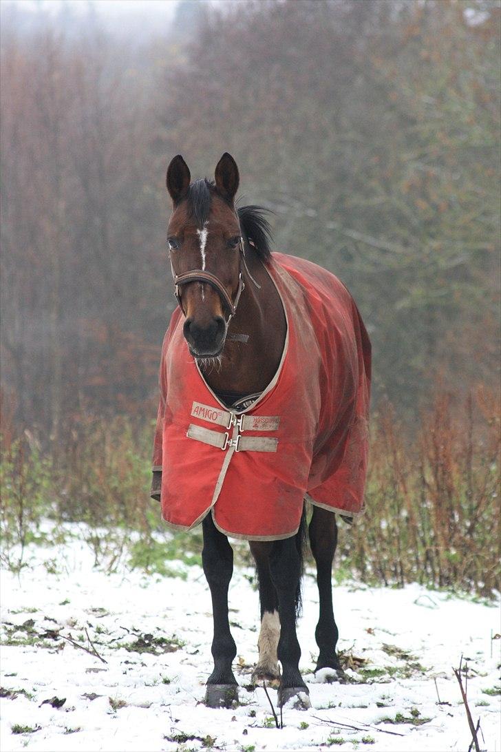 Anden særlig race Stald Birkelys Issebelle - Smukkeste! Vinter 2011 <3
Foto: Mia Jessen billede 6