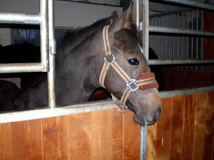 Dansk Varmblod AMMENDRUP NYGÅRD'S FANCY billede 15