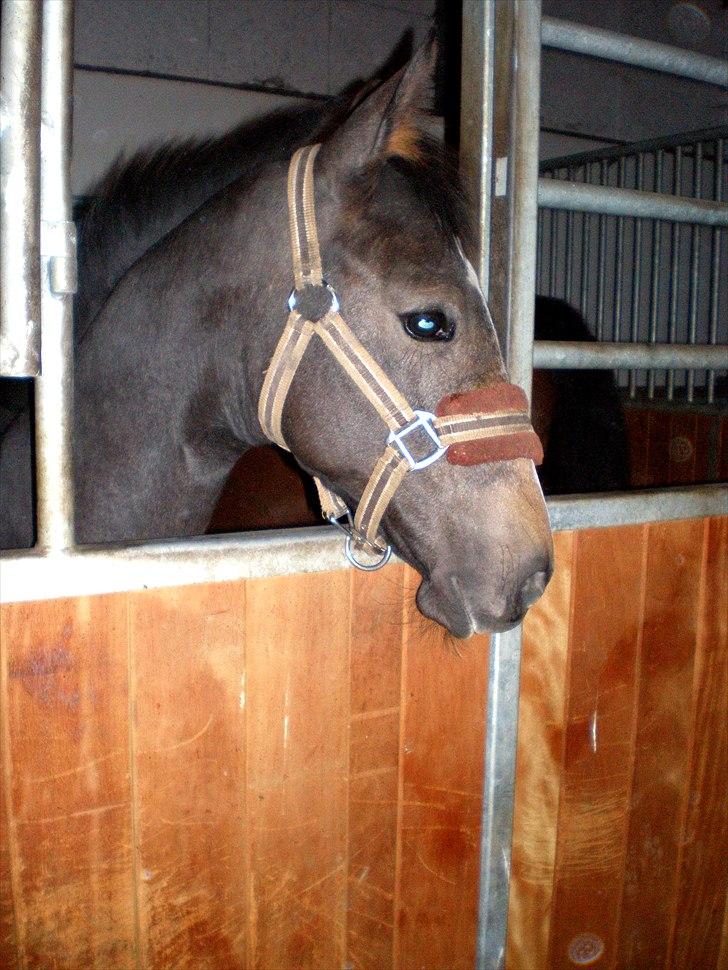 Dansk Varmblod AMMENDRUP NYGÅRD'S FANCY billede 16